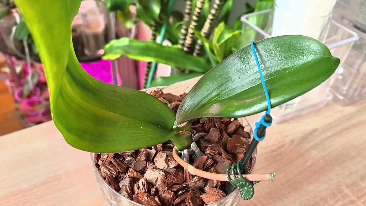 Пострадали листья после пересадки. На моей памяти такого не было.  | А Кот после желтухи 😲