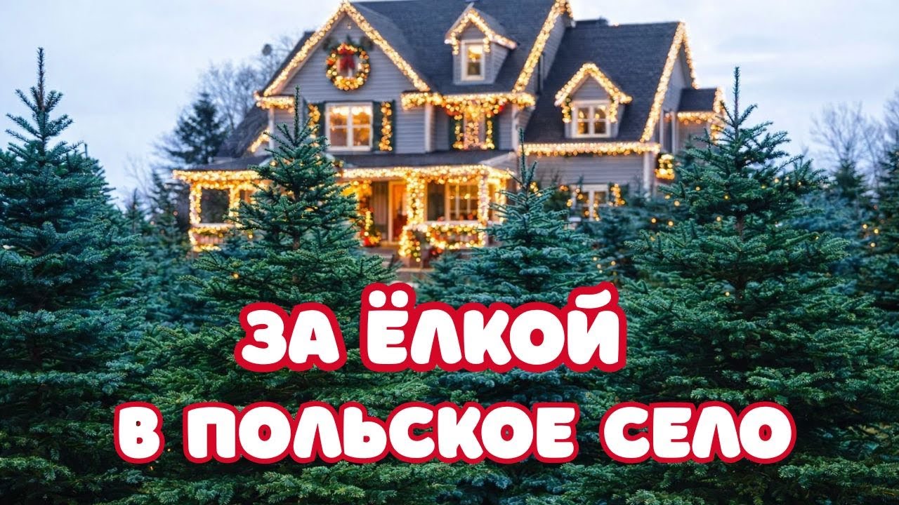 В 🏡ПОЛЬСКОЕ СЕЛО за🌲❤️рождественской ёлкой.  Пилить или не пилить?😁