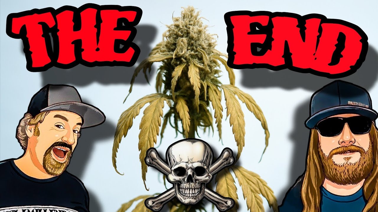Крах индустрии каннабиса... или новая золотая эра?