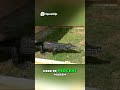 Pythons Eating Alligators Shocking Florida Video Proof! #podcast #shorts #shocking #python #gator