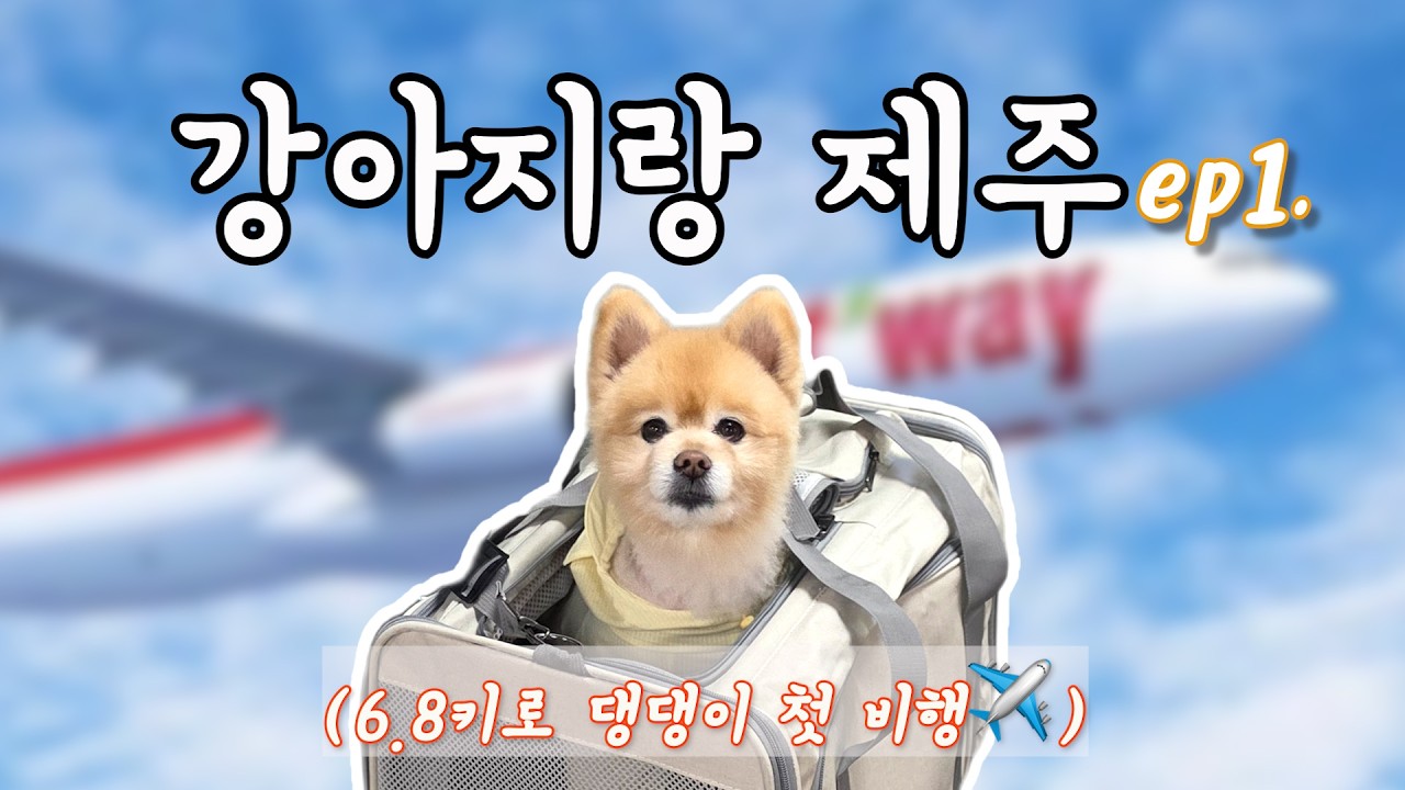 [VLOG]강아지랑 제주 1일차 코스 | 7kg 댕댕이 첫 비행✈️ | 티웨이 | 여름휴가 | 올레수산👍 | 애월_멍멍플레이스