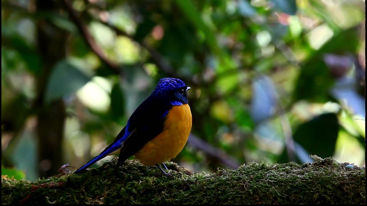 rufous bellied niltava 1040 