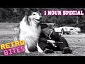 Lassie | 1 Hour Compilation | Lassie English Full Episodes  🐕