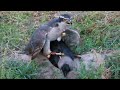 Primitive art of crow hunting 04 ||Best goshawk hunting 2023 || Raptors Today