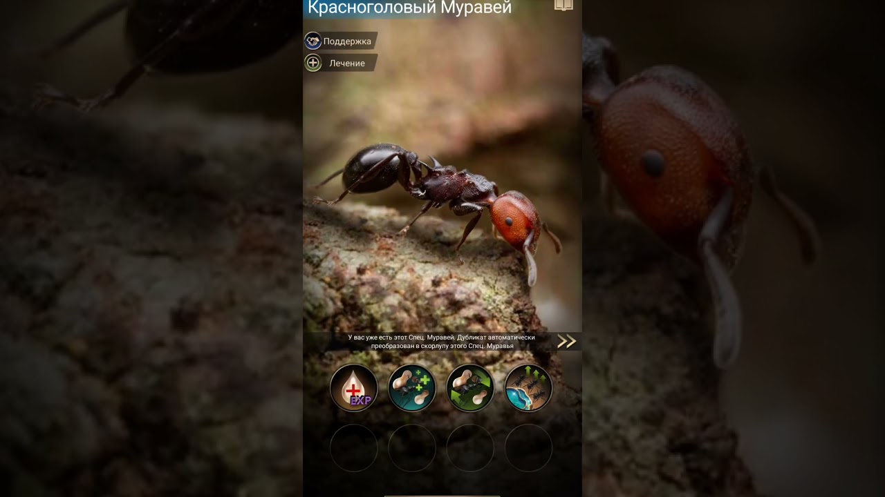 Вылупляю сезонных муравьёв The Ants Underground Kingdom 
