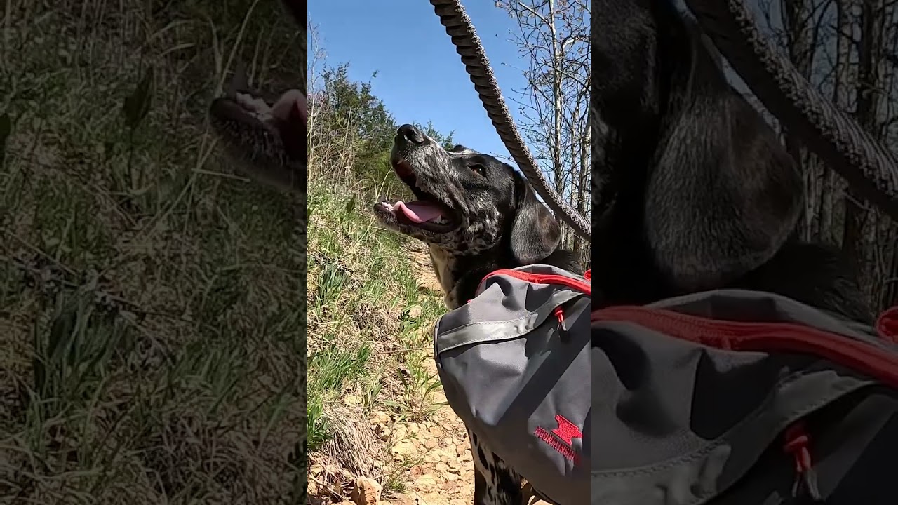 Purple Trail Hike With My Puppy | Busiek State Forest