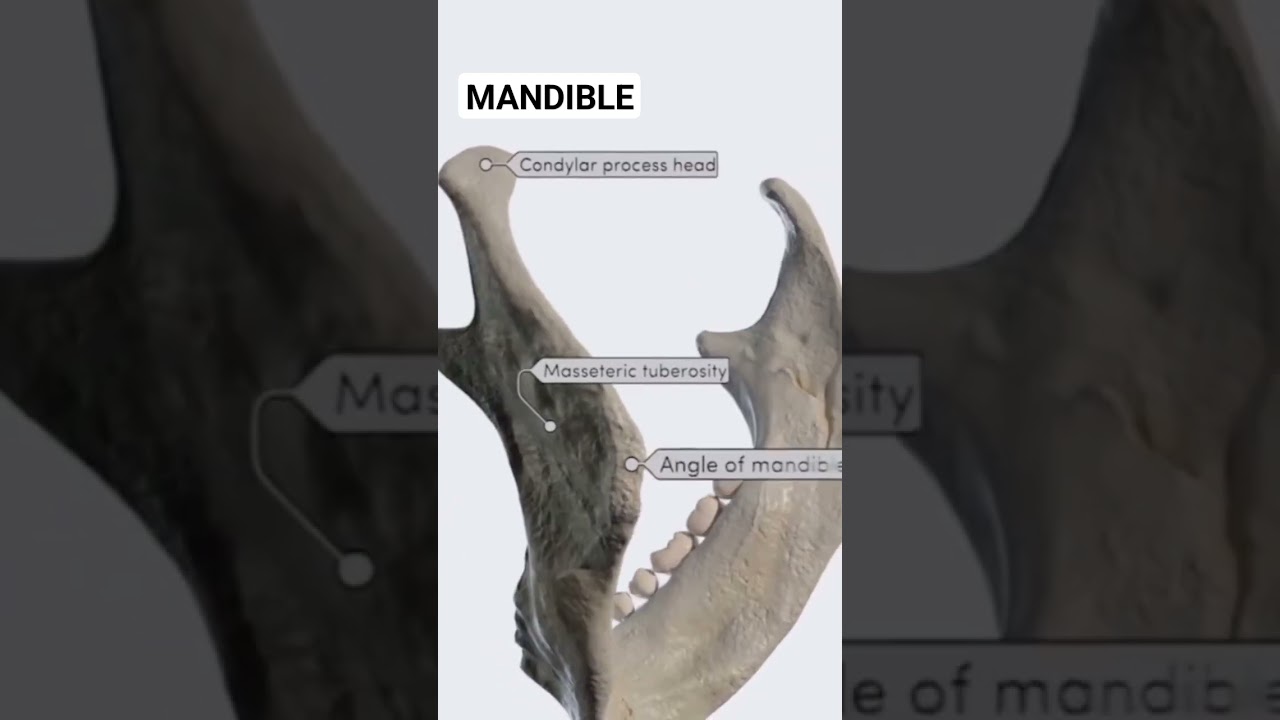 Mandible Bone 