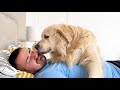 Golden Retriever Shows his Love for Dad