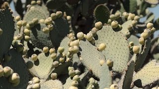 Съедобный кактус в Мексике
