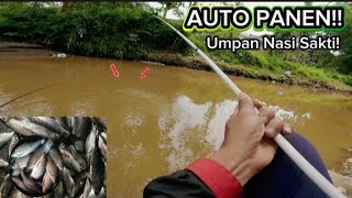 AUTO HARVEST!! Fishing for Nilem fish in a murky river - using rice as bait #part1