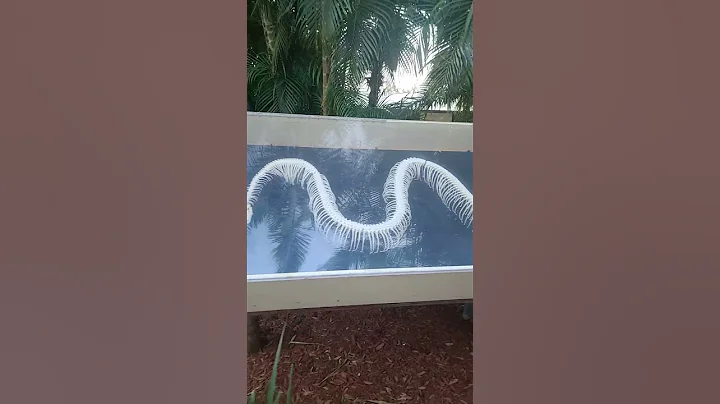 Battle of the Beasts. American Alligator VS Burmese Python #shorts #alligator #python #battle #beast