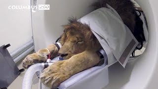 Big Cat Gets a CAT Scan as Zoo Tests New Device on Lion screenshot 4