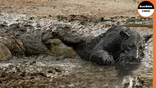 Leopard Caught In A Crocodile Trap !!
