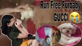 Run Free Furbaby GUCCI | na DISTEMPER si Gucci | Namatay ang aso ng sister ko |  Vlog015