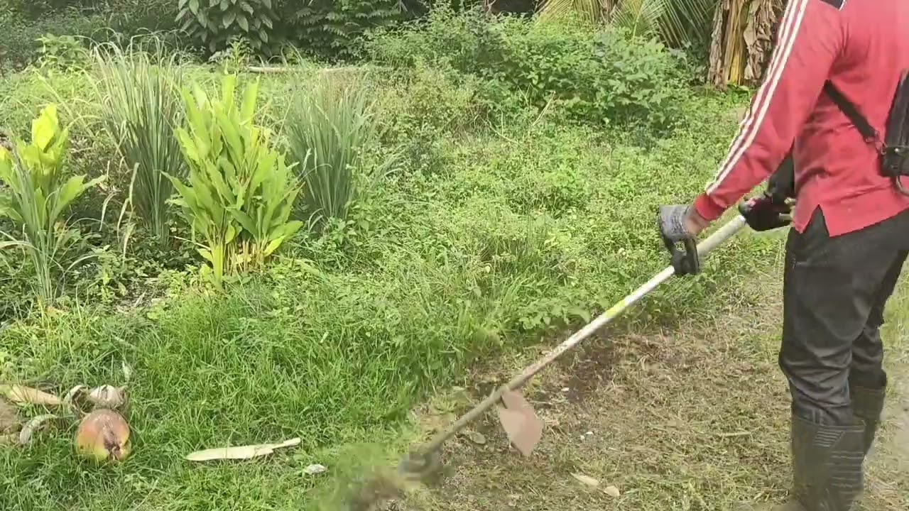 Bersih dalam Sekejap! Time Lapse Potong Rumput Halaman Rumah di Bulan Puasa #bersihbersih 