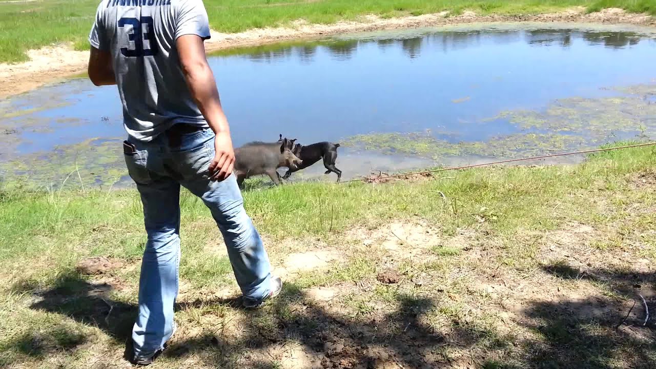 Catch dog training YouTube