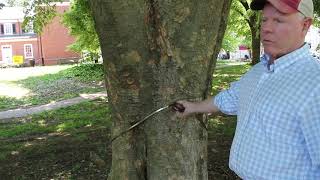 How to measure the diameter of a tree