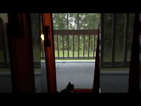 Lighting Strike Startles Cat