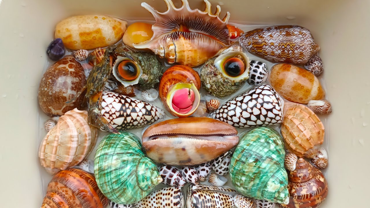 Sangat Aneh! Saya Menemukan Kelomang dan Ikan hias laut dengan Keong, Kepiting, Kerang, Siput, Ikan