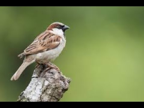 Video: Where Did The Sparrows Disappear? - Alternative View