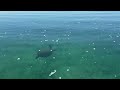 SEA SNAKE AND TURTLES