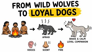 From Wild Wolves to Loyal Dogs: The Untold Story Of Domestication