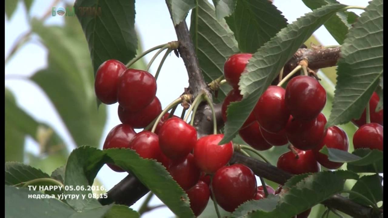 Totalno i sto posto novo  - TRESNJA na podlozi VISNJA u gustoj sadnji