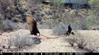 Vulture Squabble by KJWVideo 870 views 1 year ago 2 minutes, 36 seconds