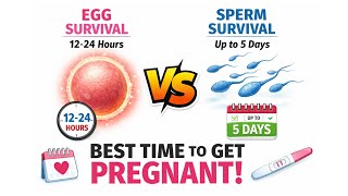 Best Time to Get Pregnant Explained | Egg vs Sperm Survival Window#arthritis #progenity #pregnant 