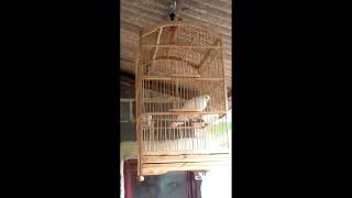 Suara Burung Puter Albino Gacor Masteran Part#2