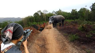 Download Lagu BERBURU DI ANTARA DUA POIN BESAR BABi DAN AYAM HUTAN ... MP3 Download Lagu BERBURU DI ANTARA DUA POIN BESAR BABi DAN AYAM HUTAN ... MP3