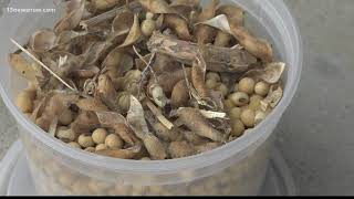Soybean prices fall as trade tensions rise