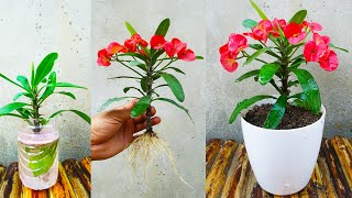 How to grow Euphorbia milii plant from cuttings faster in easy way