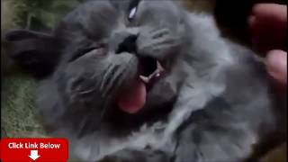 Funny Cats Compilation 12 ?