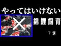 【錦鯉飼育】やってはいけない7選 #錦鯉販売#Japan Nishikigoi shiotaFishFarm #sale#ปลาคราฟ