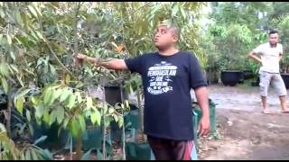 082.137.433.114 (Tsel) Bibit Durian Musang King Murah Bpk Faisal