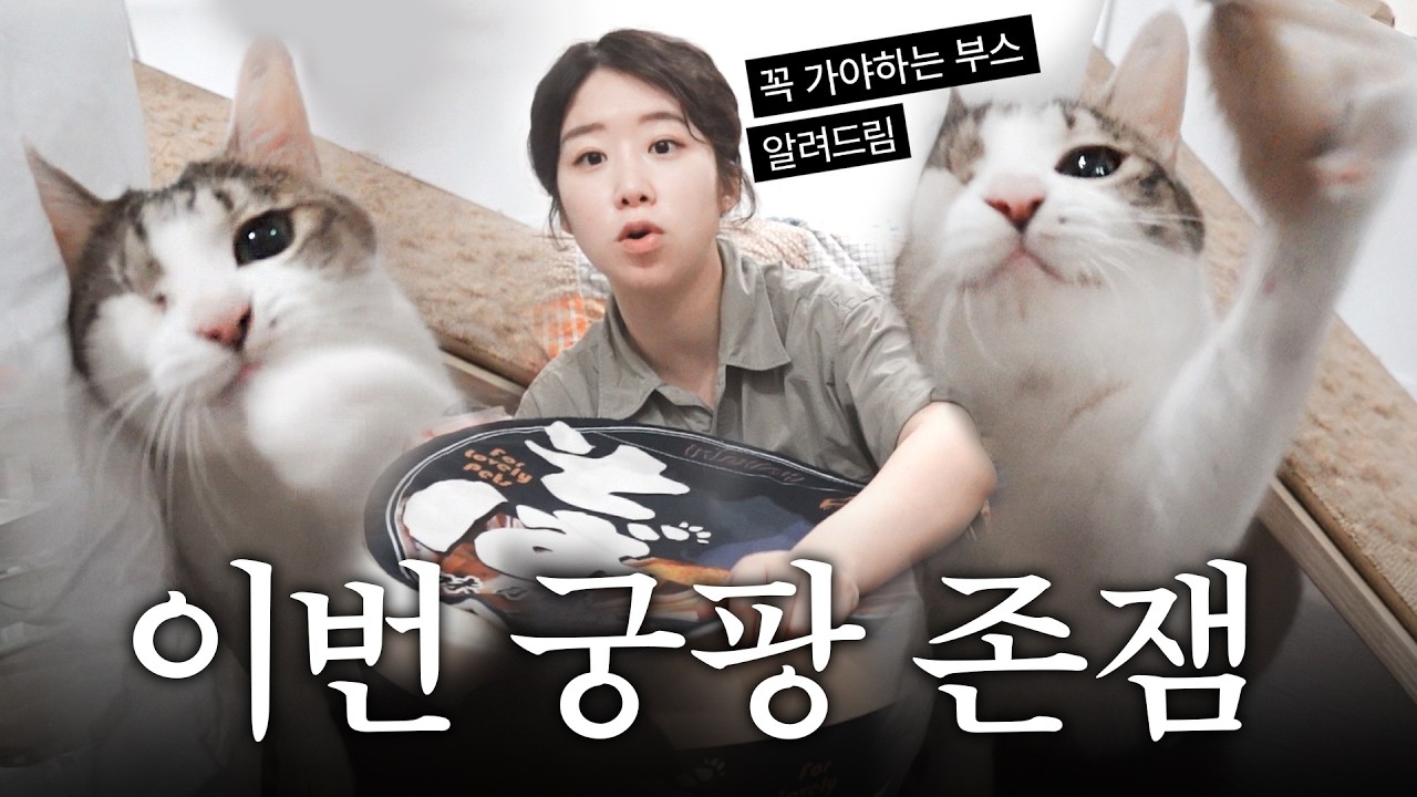 이번에 신상 미쳤는데요..? 방금 다녀온 궁디팡팡 고양이용품 깡 🛒