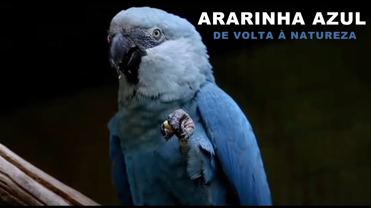 Que Fatos Anteriores Propiciaram A Filmagem Da Ararinha