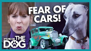Anxious Whippet is Scared of Cars! | It's Me or The Dog