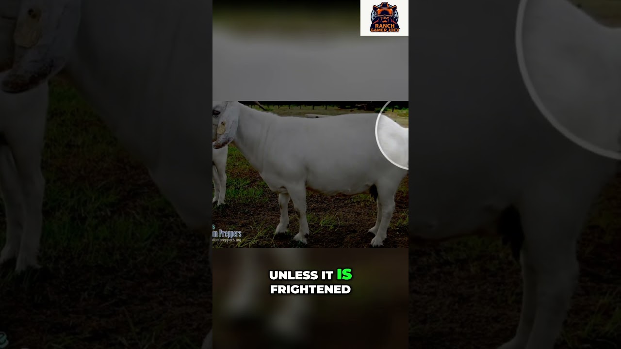 Sheep vs Goats: Pride vs Humility