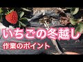 一人・農業・田舎暮らし いちごの冬越し作業のポイントは