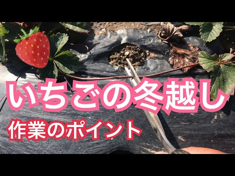 玉ねぎ定植の時期がしましたね 農業 家庭菜園 Youtube