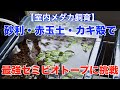 [無料ダウンロード！ √] メダカ カキ 殻 221308-牡蠣 殻 メダカ
