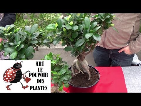 Vidéo: Clusia : soins à domicile, description, conseils de jardiniers