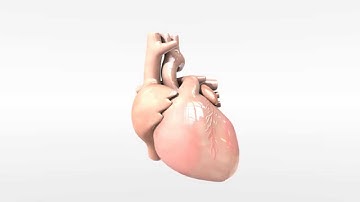 Heart Animated