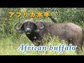 アフリカ水牛　African buffalo　Africa Kenya Safari