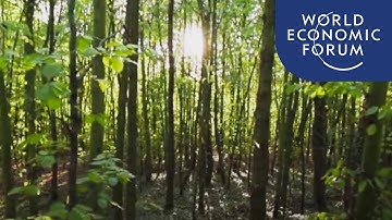 What is Japanese “forest bathing” and how can it improve your health