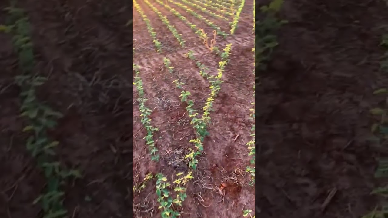 Sistema de Plantio Agrosystem