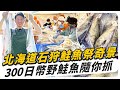 北海道石狩鮭魚祭奇景，300日幣野生活鮭魚隨你抓！