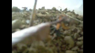 mante (acanthops erosula) qui mange